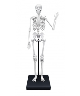  Skeleton 85 cm Buki  Hover
