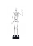 Konstruktors Skelets 45 cm, Buki