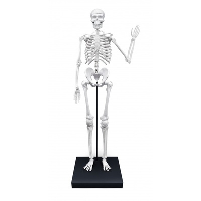  Skeleton 85 cm Buki